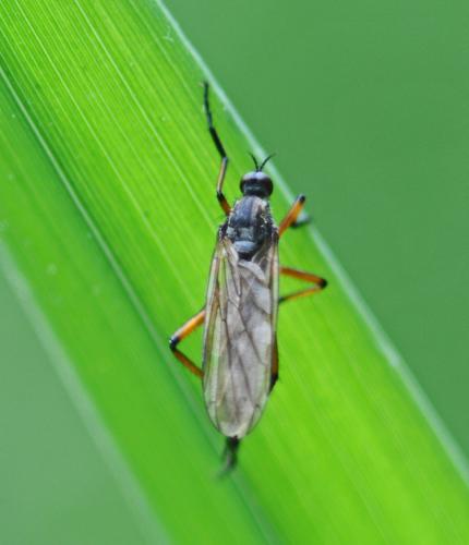 Réf. 302 185 : Empis opaca